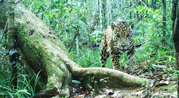 Semarnat fortalece la conservación y restauración de la Selva Lacandona junto a comunidades y gobierno de Chiapas