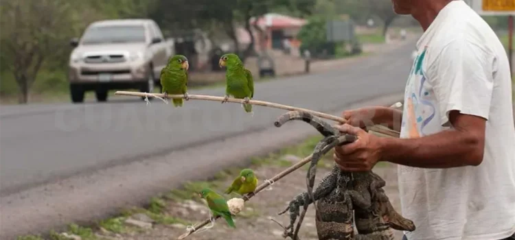 Chiapas se consolida como un punto crítico en el tráfico ilegal de fauna silvestre Chiapas se consolida como un punto crítico en el tráfico ilegal de fauna silvestre