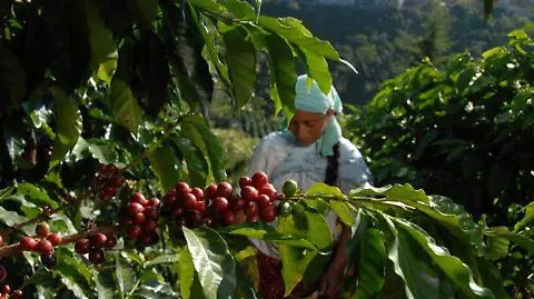 Promueven mayor consumo interno para garantizar mercado del café chiapaneco